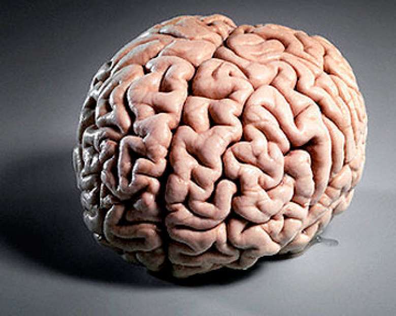 Brain now. Мозг картинка.
