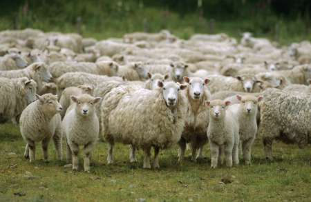 Image result for ոչխարներ