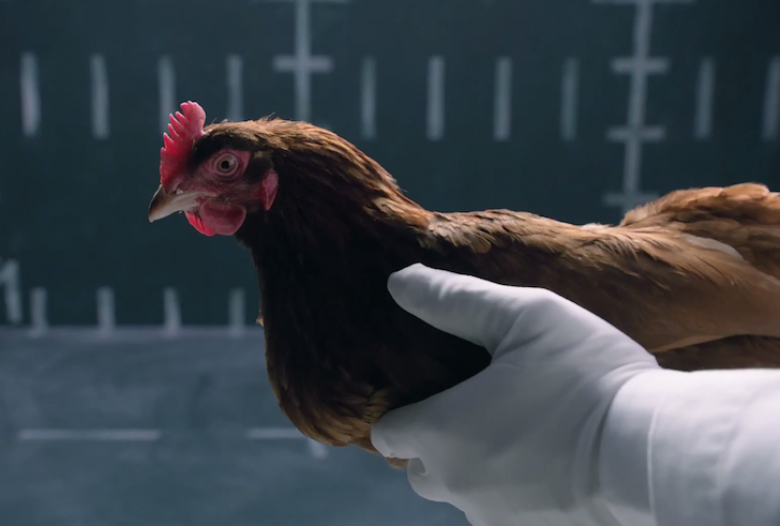 Реклама курицы. Курочки из рекламы Мерседес.