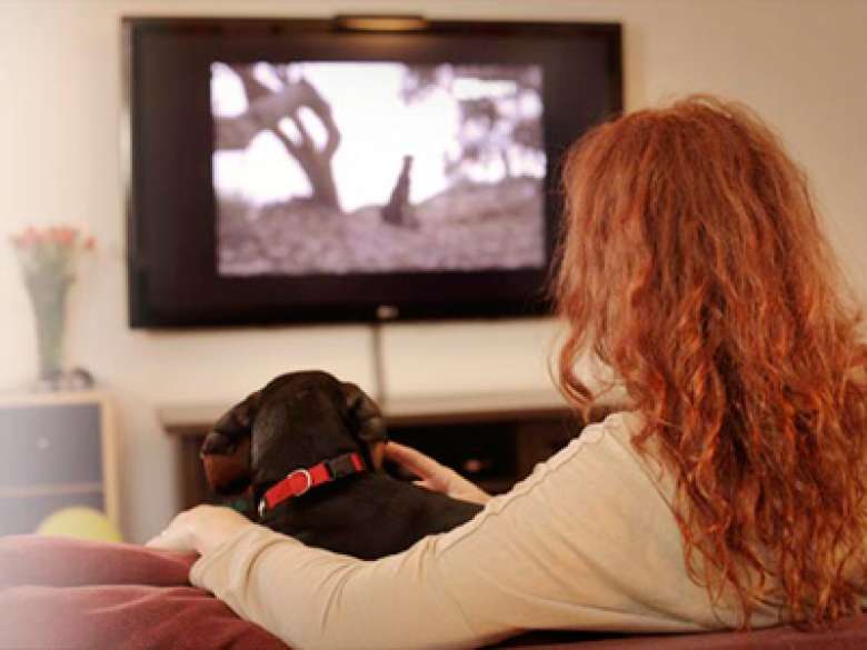 Собаки смотрят телевизор. Собака и телевизор. Телеканал Dog TV. Собака смотрит телевизор. Собака и телевизор картинки.